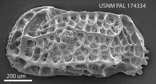 Bradleya (Quasibradleya) plicocarinata Benson