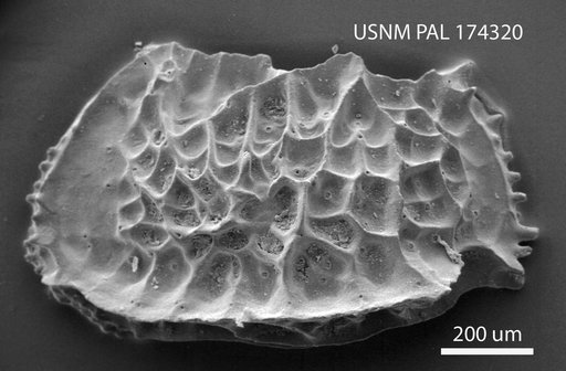 Bradleya japonica Benson, 1972