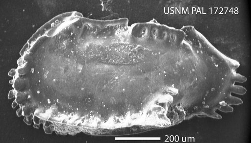 Pterygocythereis inexpectata (Blake, 1929)