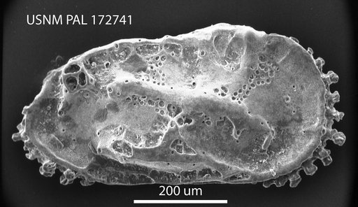 Neocaudites angulatus Hazel in Ray