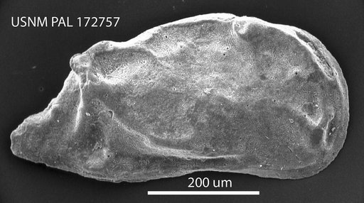 Caudites paraasymmetricus Hazel in Ray
