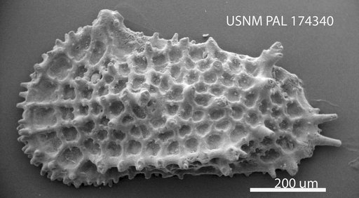 Oertliella aculeata (Bosquet, 1852)