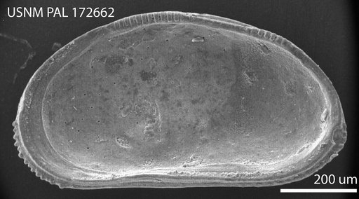 Peratocytheridea sandbergi Hazel in Ray