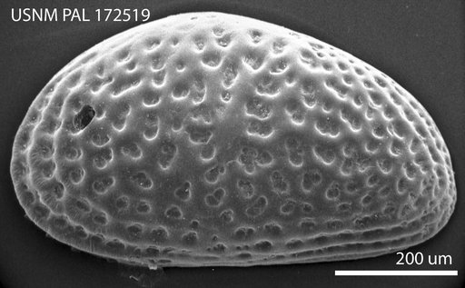 Cytheridea virginiensis (Malkin)