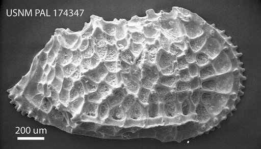 Agrenocythere hazeli (Van Den Bold, 1946)
