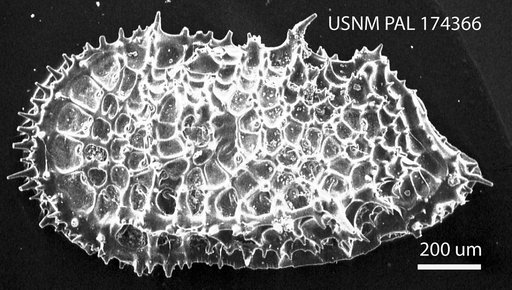 Agrenocythere spinosa Benson, 1972