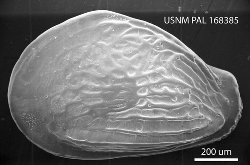 Quasibuntonia radiatopora (Seguenza, 1880)