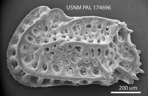 Bradleya (Quasibradleya) sp Benson