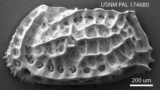 Bradleya sp Benson