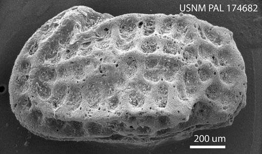 Bradleya sp Benson