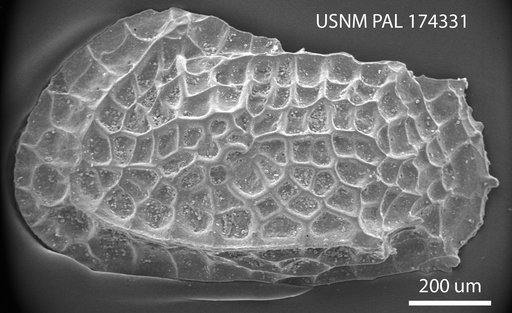 Bradleya dictyon (Brady, 1880)