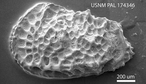 Agrenocythere sp Benson, 1972