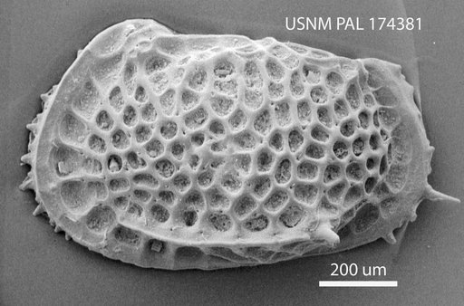 Poseidonamicus major Benson, 1972