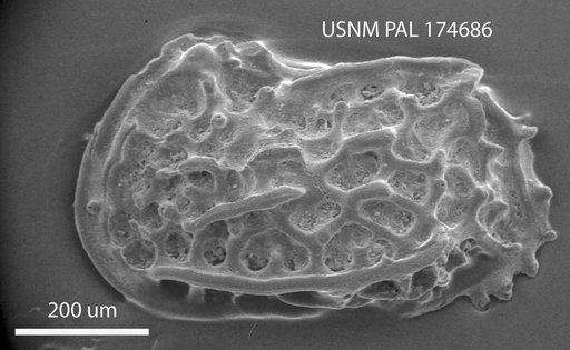 Jugosocythereis pannosa (Brady)