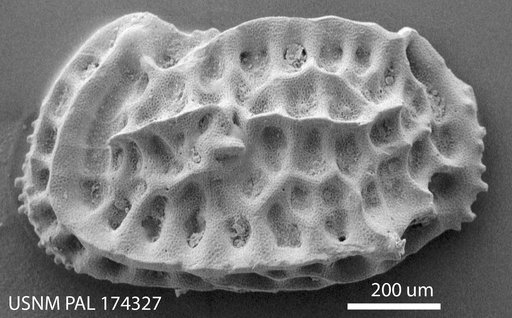 Bradleya (Quasibradleya) prodictyonites Benson