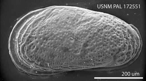 Cytheromorpha suffolkensis Hazel