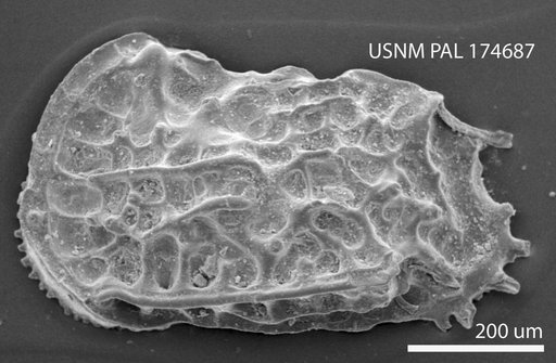 Jugosocythereis vicksburgensis (Howe & Law)