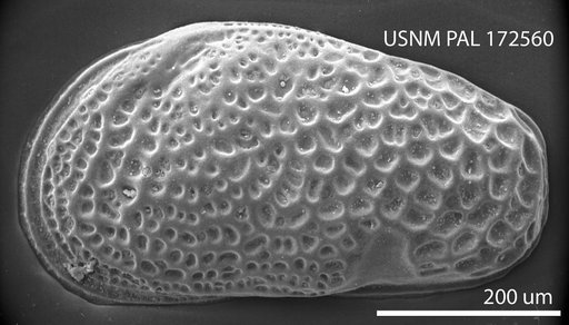 Cytheromorpha incisa Hazel in Ray