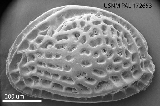 Malzella evexa Hazel