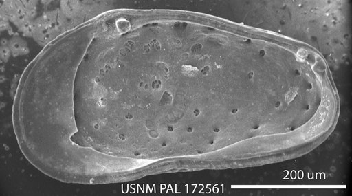 Cytheromorpha macroincisa Hazel in Ray, 1983