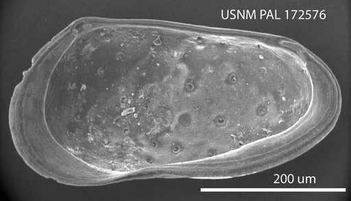 Hirschmannia ? hespera Hazel in Ray, 1983
