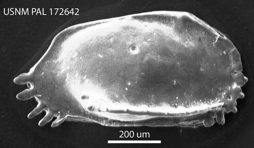 Pterygocythereis alophia Hazel in Ray