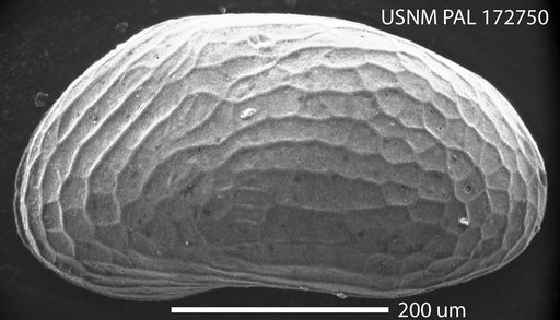 Microcytherura minuta (Puri)