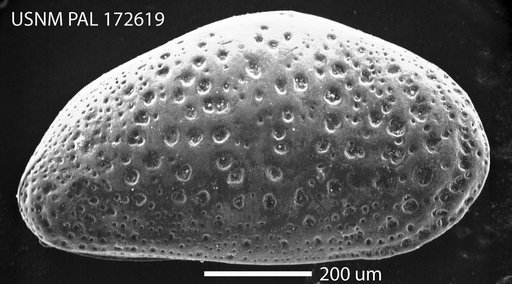 Cytheridea campwallacensis Hazel in Ray