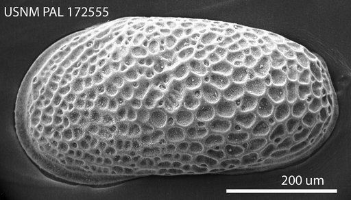 Cytheromorpha warneri Howe & Spurgeon, 1935