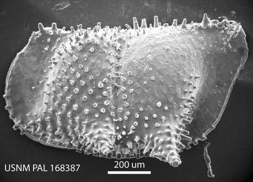 Bythoceratina scaberrima ? (Brady, 1886)
