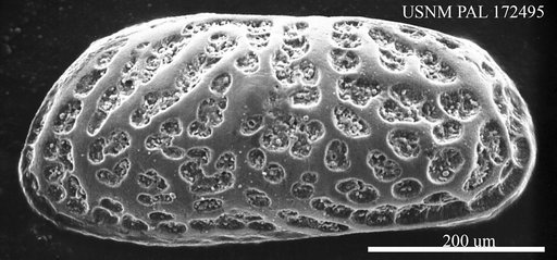 Bensonocythere sp m Hazel