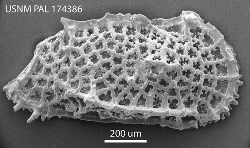 Oertliella ducassae Benson, 1972