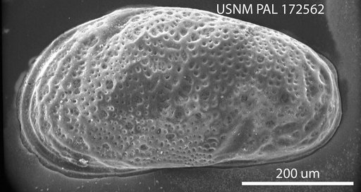 Cytheromorpha macroincisa Hazel in Ray, 1983