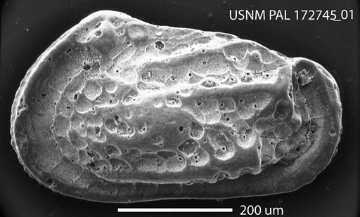 Hermanites ascitus Hazel in Ray