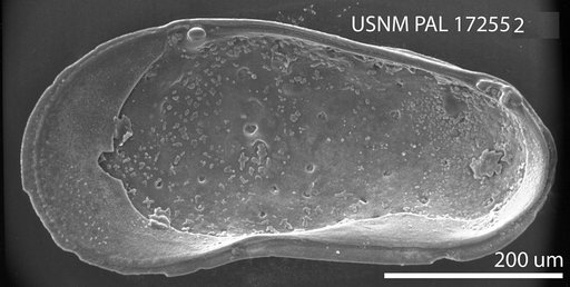 Cytheromorpha suffolkensis Hazel in Ray