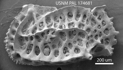 Bradleya (Quasibradleya) sp Benson