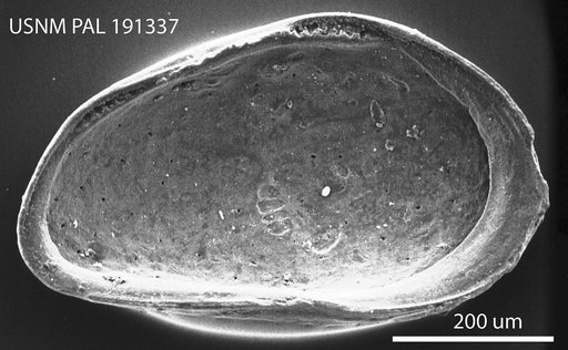 Cytheridea carolinensis Hazel in Ray