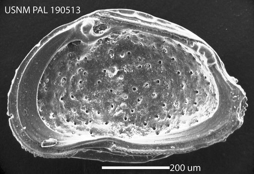 Radimella ? floridana (Benson & Coleman)