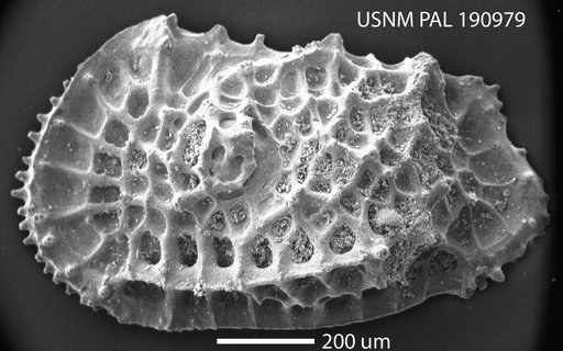 Agrenocythere sp Benson, 1972
