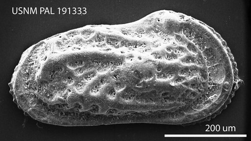 Hermanites ascitus Hazel in Ray