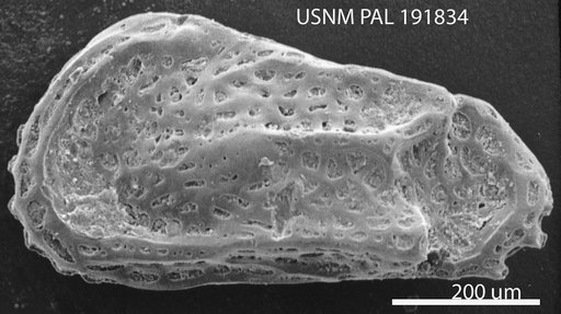 Hazelina scitula Moos