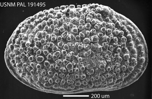 Echinocythereis leecreekensis Hazel in Ray
