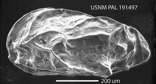 Paracytheridea rugosa Edwards, 1944