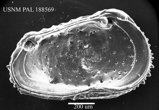 Poseidonamicus major Benson, 1972