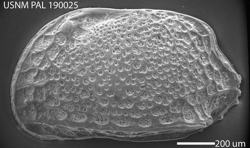 Procythereis torquata (Skogsberg, 1928)