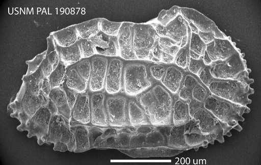 Oblitacythereis (Paleoblitacythereis) ruggierii (Russo)