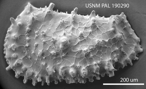 Acanthocythereis ? subsequenta Benson in Supko & Perch-Nielsen Et Al