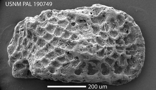 Hermanites reticulata (Puri)