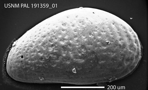Cytheridea carolinensis Hazel in Ray