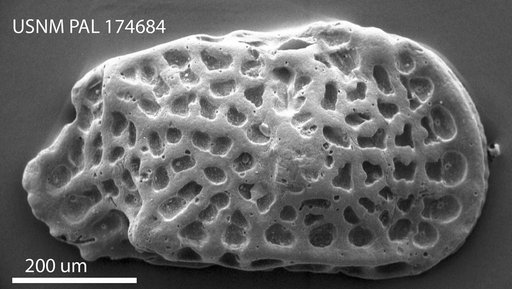 Hermanites cf. fungosa Butler